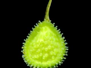Img.VTax2377.ExN.Img2
