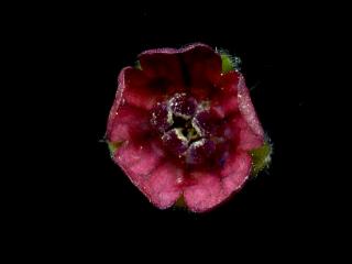 Img.VTax2377.ExN.Img5