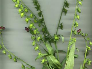 Img.VTax2377.ExN.Img7