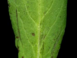 Img.VTax2377.ExN.Img8