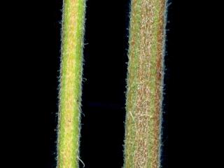 Img.VTax2424.ExN.Img1