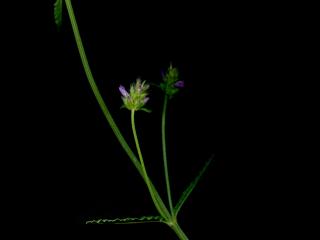 Img.VTax2446.ExN.Img14