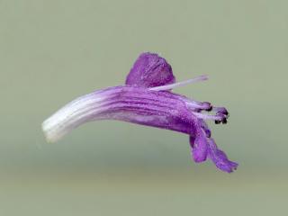 Img.VTax2446.ExN.Img5