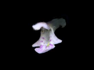 Img.VTax2448.ExN.Img17