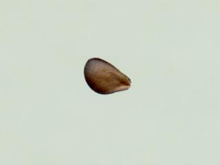 Img.VTax2448.ExN.Img7