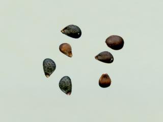Img.VTax2448.ExN.Img9