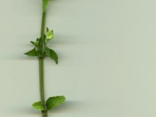 Img.VTax2450.ExN.Img3