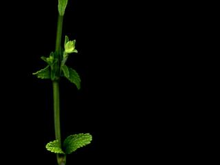 Img.VTax2450.ExN.Img7