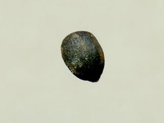 Img.VTax2451.ExN.Img16