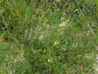 Img.VTax2451.ExN.Img7