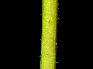 Img.VTax2463.ExN.Img8