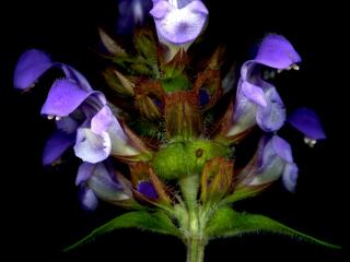 Img.VTax2466.ExN.Img6