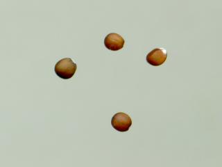 Img.VTax2478.ExN.Img11