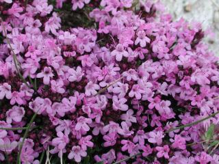 Img.VTax2498.ExN.Img3