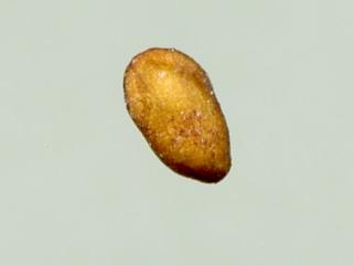 Img.VTax2518.ExN.Img7