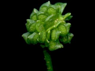 Img.VTax252.ExN.Img9