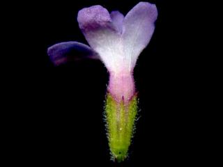 Img.VTax2540.ExN.Img15