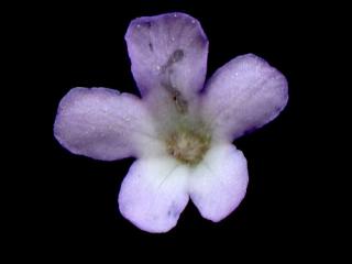 Img.VTax2540.ExN.Img16