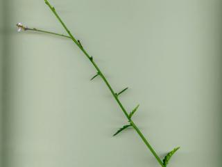 Img.VTax2540.ExN.Img5