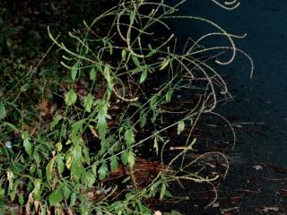 Img.VTax2540.ExN.Img6