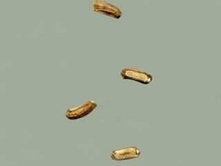 Img.VTax2540.ExN.Img8