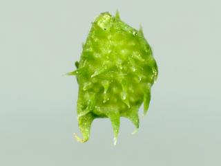 Img.VTax255.ExN.Img7