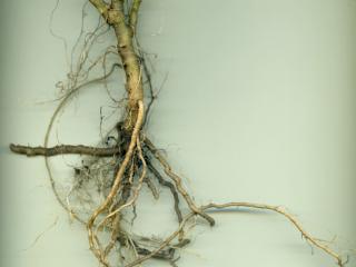 Img.VTax2561.ExN.Img3