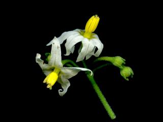 Img.VTax2567.ExN.Img7