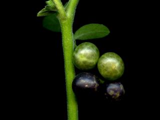 Img.VTax2567.ExN.Img8