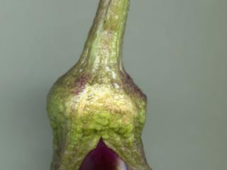 Img.VTax2570.ExN.Img5