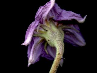 Img.VTax2570.ExN.Img6