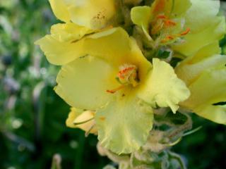 Img.VTax2582.ExN.Img6