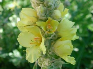 Img.VTax2582.ExN.Img7