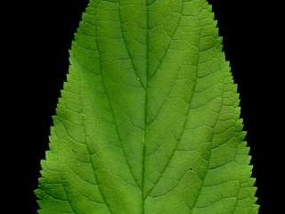 Img.VTax2597.ExN.Img13