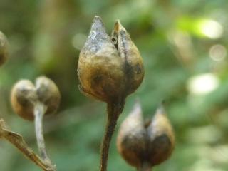 Img.VTax2597.ExN.Img4