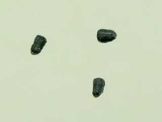Img.VTax2601.ExN.Img10