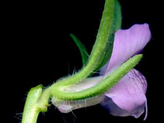 Img.VTax2601.ExN.Img6