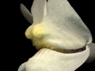 Img.VTax2608.ExN.Img4