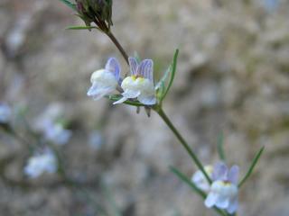 Img.VTax2614.ExN.Img4