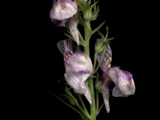 Img.VTax2614.ExN.Img7