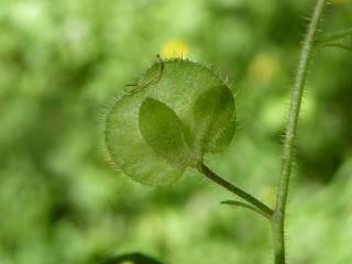 Img.VTax2655.ExN.Img1
