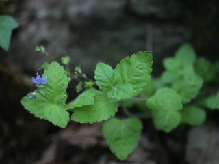 Img.VTax2655.ExN.Img10