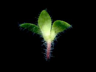 Img.VTax2655.ExN.Img3