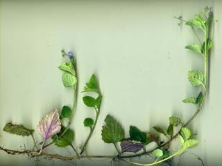 Img.VTax2655.ExN.Img7