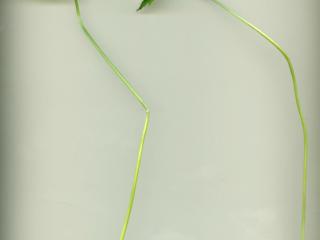 Img.VTax267.ExN.Img8