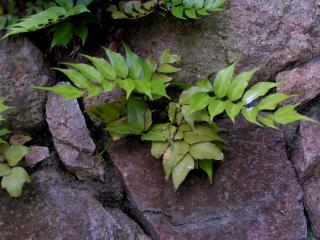 Img.VTax27.ExN.Img9