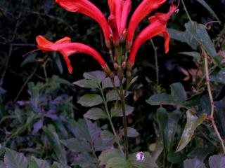 Img.VTax2771.ExN.Img1