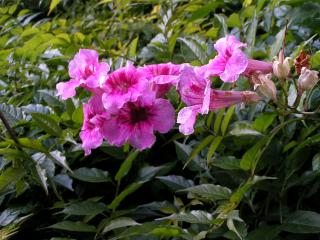 Img.VTax2772.ExN.Img1