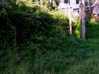 Img.VTax2772.ExN.Img2