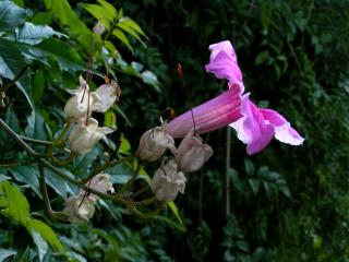 Img.VTax2772.ExN.Img3